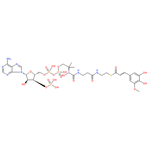 Coenzyme A, S-[3-(3,4-dihydroxy-5-methoxyphenyl)-2-propenoate]